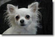 �ivava dlouhosrst�