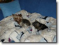 Mia & Monty z D���na