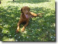 ul�tan� Tessinka