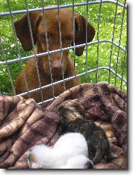 Tessu�inka s ko��tky