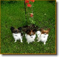 papillonci z T��na