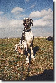 Ralf Hv�zdn� luh ( Jon� )