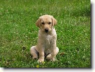 dvoum�s��n� And�sek