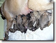 Babeta od P��bora   vrh B