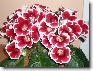 Obdivovan� Gloxinie