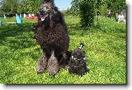 velk�/kr�lovsk�/ a toy pudl