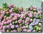 nejkr�sn�j�� kv�t je uprost�ed