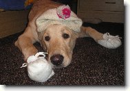 Tak m� pani�ka vystrojila ...