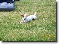 Jack russel teri�r