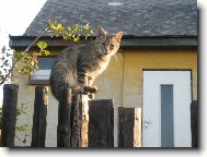 ko�i�ka na plot�