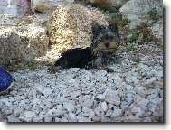 Monty z D���na