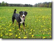 Angelo Novaboon Paradise- jako v Alp�ch