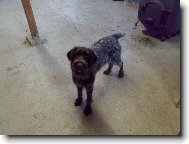 Alma z Lov�ick�ch taras�