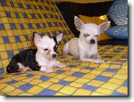 Odpo��v�m s k�mo�kou...