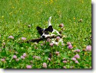 Joy�k s klac�kem