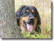 Schov�van� za stromem