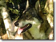 Charon od katova m�stku