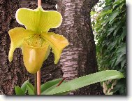 Paphiopedilum -temperovan�