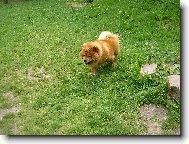 zelen� se, zelen�....