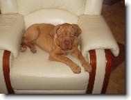 Cor�a a jej� k�es�lko