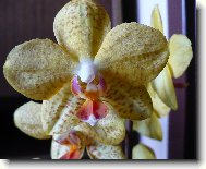 m�rovec �lut� ��han�