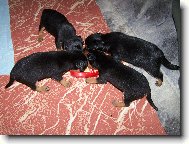 krmen� div� zv��e