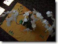 Velkokv�t� kr�ska