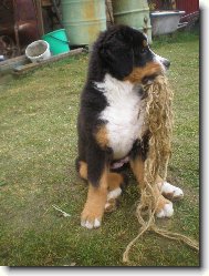 Babe Atila Trojan z Lomn�