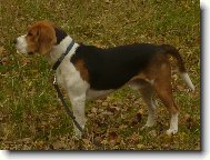 Billi�ek Olomouc 1rok