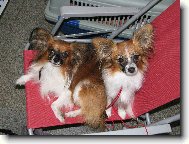 v�stava-�ek�n�