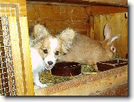 u�at� kamar�di