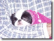 koup�n� p�ed v�stavou