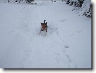 Ron��ek sn�h miluje...