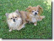 Han�sek a Ka�enka