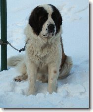 Am�lka Z rod� Romanovc�