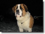 Bozsoki Harci Dirk-import ma�arsko