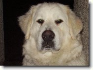 Ronny od ��slavi