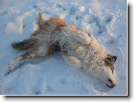 sn�n� lab��o