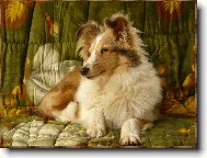 Bordyho pohodov� den