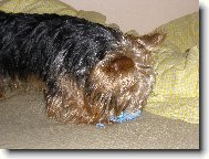 m�j mil��ek Terry