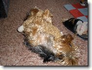 m�j mil��ek Terry