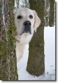 Domingo de Bismill�hi