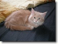 Barnab� (4 m�s�ce)