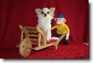 Na�a �ikytka Istarka-CHS FCI Ammeron