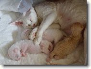 EC Dona Skarabeusz*PL a jej� synov�