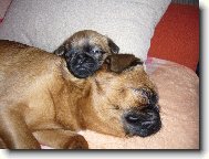 �t�n� s maminkou z chov. st. Francouzsk� lilie