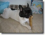 Andulka z D��iny u Plzn�