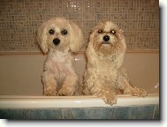 Spole�n� koup�n�