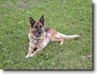 Na�e fenka Kety z Podradbuz� Cs