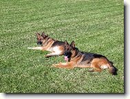 Na�e fenky Kety z Podradbuz� Cs a Aischa ze �irok�ho vrchu